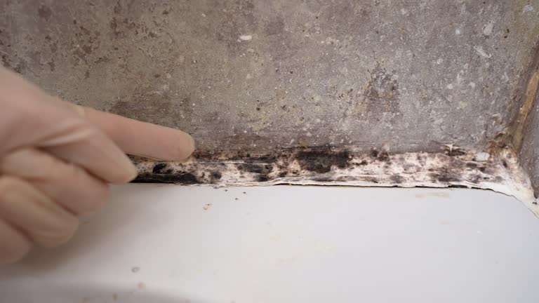 Best Residential Mold Inspection & Testing  in USA